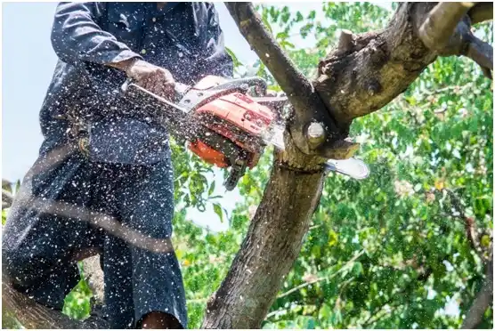 tree services Beaver Meadows